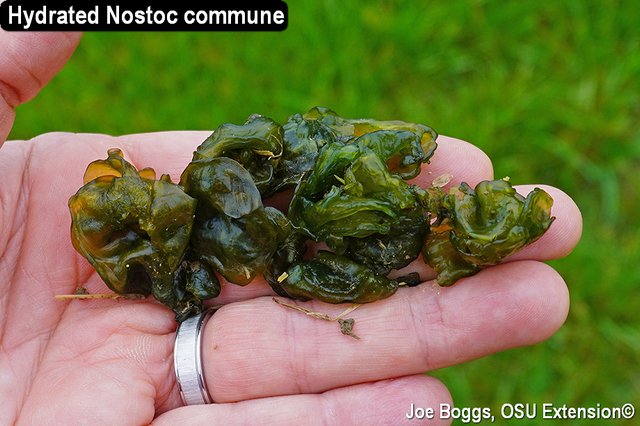 雨來菇(Nostoc commune)，但卻不是菇…