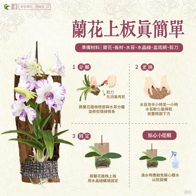 動手DIY：蘭花上板真簡單