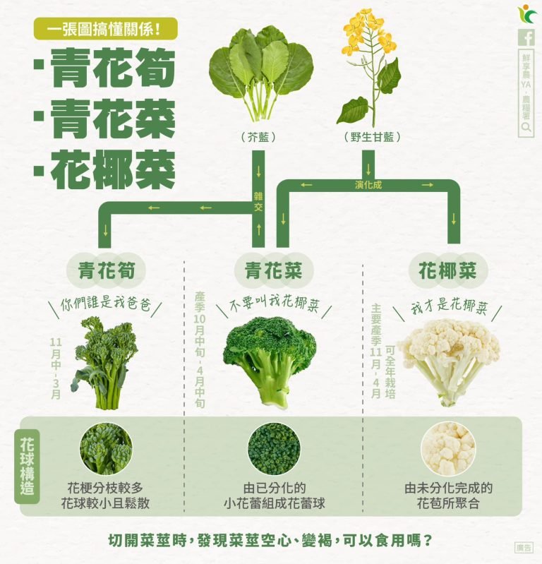 青花筍、青花菜、花椰菜的關係與異同