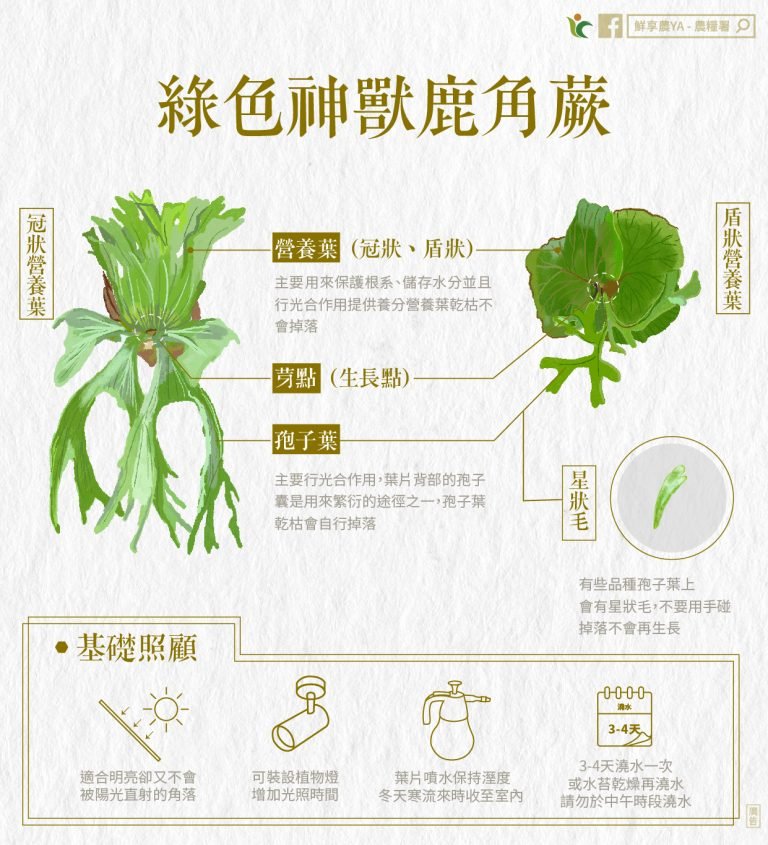 一起認識「綠色神獸」鹿角蕨（Platycerium）