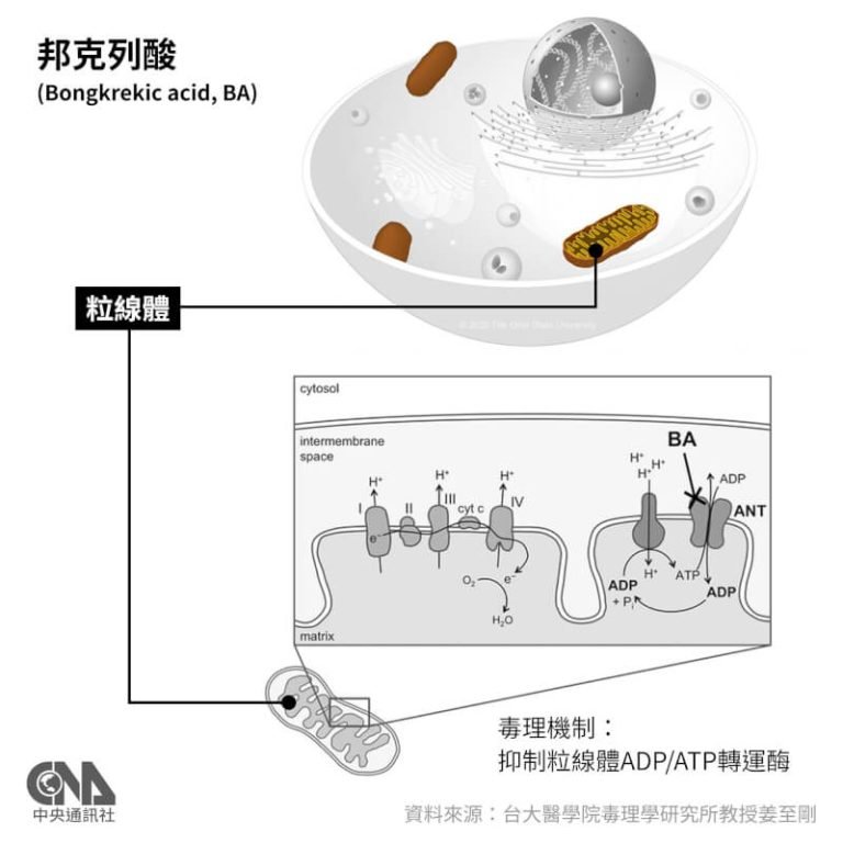 網傳腸粉河粉等食材易產生邦克列酸 學者：不常見免恐慌