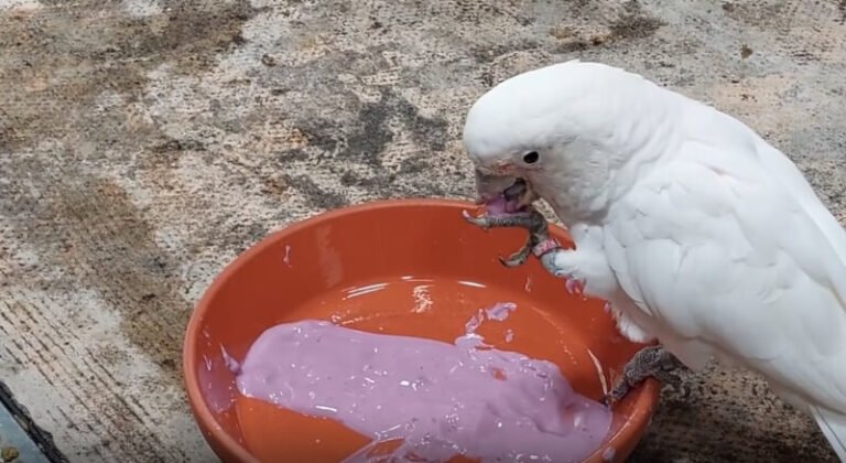 鳥類嫌食物難下嚥先調味 研究：鳳頭鸚鵡偏好藍莓沾醬