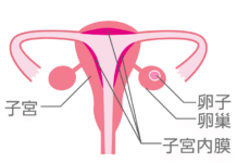 朱立熙生理假言論惹議 婦團籲勿月經污名化